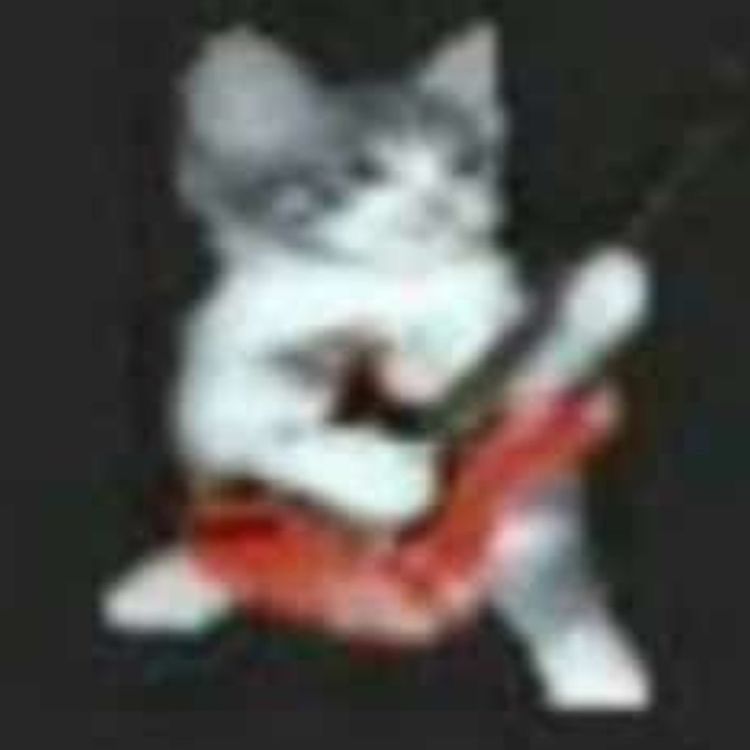 a cat rocking out